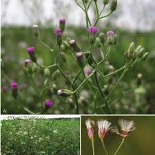 Image result for Vernonia guineensis