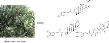 Image result for Eriocoelum microspermum