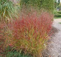 Rutenhirse f (genitive rutenhirse, plural rutenhirsen). Panicum Virgatum Rehbraun Rutenhirse
