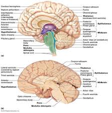 It comprises of the cerebrum, cerebellum, thalamus, hypothalamus, pons and medulla oblongata. 20 The Central Nervous System Ideas Central Nervous System Nervous System Anatomy And Physiology