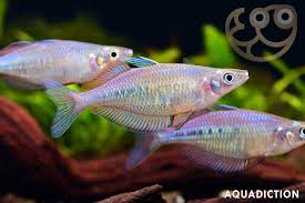 Image result for Cyphia richardsiae