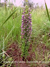Image result for Brachycorythis ovata