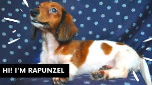Black and tan short haired dachshund art starry night art print dog lover gift cute art pup puppy by aja choose size and type of paper. Rapunzel Our Long Haired Piebald Dachshund Youtube
