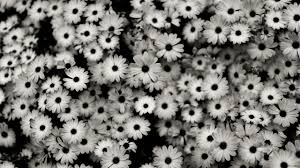 Wallpaper Flowers Pattern Grey Daisies Daisy Tree Flower Floral Tumblr Pretty Wallpapers Tumblr Vintage Flowers Wallpaper