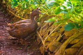 Set the fence on a timer, running it only after dark. 5 Tips For Creating A Duck Friendly Garden For Everyday Pest Control