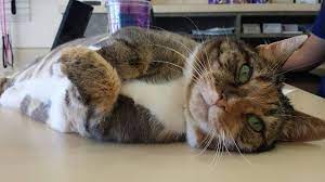 I prefer that than them taking her to the back room like other vets i have been to have done. South Point Pet Hospital Home Facebook