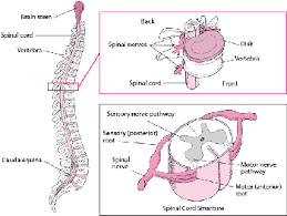 New users enjoy 60% off. Spinal Cord Brain Spinal Cord And Nerve Disorders Merck Manuals Consumer Version