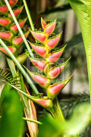 The hotel is equipped with large and lavish accommodations, two restaurants, and scenic grounds. Eine Schone Blume Helikonie Heliconia In Costa Rica Leinwandbilder Bilder Hof Regenwald Vegetation Myloview De