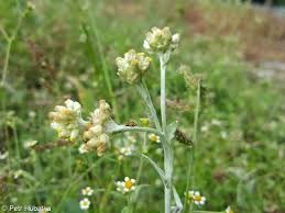 Image result for Pseudognaphalium luteo-album