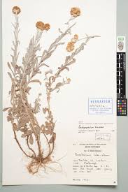 Image result for Pseudognaphalium luteo-album