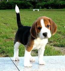 Discover Additional Details On Beagles Check Out Our Website Beagle Puppy Beagle Dog Cute Beagles