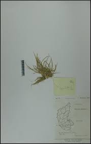 Image result for Pycreus pumilus