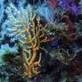 Record Marine Heatwave in France's Coastal Waters Alters Ecosystems