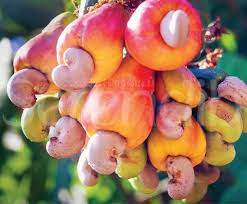 Check out our cashew fruit tree selection for the very best in unique or custom, handmade pieces from our craft supplies & tools shops. Pin On Sri Lanka