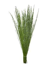 Image result for Genista