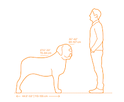 The following 70 files are in this category, out of 70 total. Mastiff Dimensions Drawings Dimensions Com