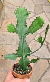 Image result for Euphorbia dawei