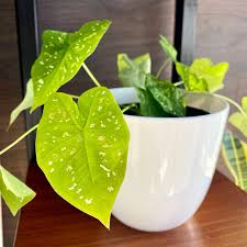 Check spelling or type a new query. Verdeo Caladium Bicolor O Florida Clown Interior Facebook