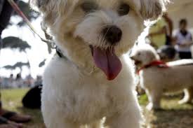 Will Petco Be Wall Street S Best Friend Pet Shop Files For Ipo Pet Friendly Hotels Petco Pet Shop