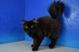 Black And White Ragdoll Cat For Sale Jingle Black Solid Ragamuffin Cat Kitten From Www Ragdollkitten Us Ragamuffin Cat Ragdoll Kittens For Sale Kitten