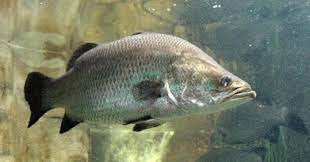 Kali ini saya membuat sop bakso ikan keju. Melek Perikanan Ikan Kakap Putih Baramundi Atau Seabass Klasifikasi Morfologi Habitat Dll