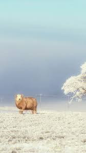 Dem kalendarischen sommeranfang geht meist eine spürbare abkühlung voraus. Schafskalte Wie Das Wetterphanomen Entsteht The Weather Channel Artikel Von The Weather Channel Weather Com