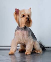 Image result for yorkshire haircut