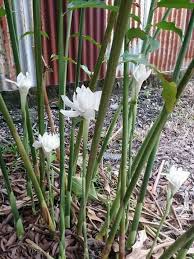 Our brand kantan , derives its origin from bunga kantan, the malay word for the torch ginger plant.kantan also means 'simple' in japanese and cantonese. Mingguan Wanita Selalu Kita Jumpa Bunga Kantan Color Facebook