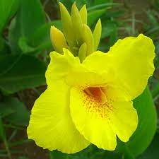 The flowers are inconspicuous, but in july the female shrubs are filled with red fruits. Canna Yellow Flower With Green Leaves Plant Pronomina Store