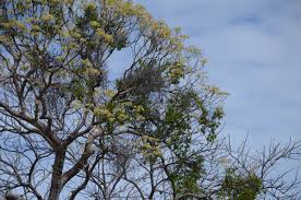 Image result for Gyrocarpus