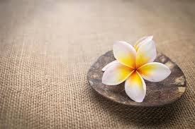 The syrian city damascus is called the city of jasmine. Plumeria Flower Meaning Its Deep Symbolism In Various Cultures Gardenerdy