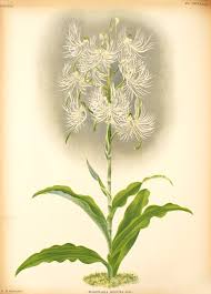 Image result for Habenaria