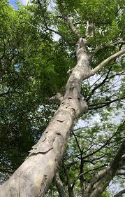 Image result for Trichilia