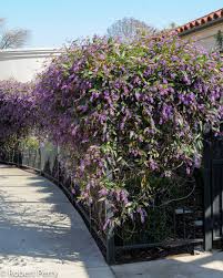 Image result for Landolphia violacea