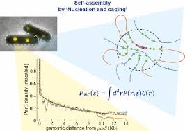 Jerome of worcester, massachusetts was a man possesed by a mission to make the world's safest car. A Conserved Mechanism Drives Partition Complex Assembly On Bacterial Chromosomes And Plasmids Molecular Systems Biology X Mol