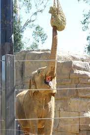 Santa Barbara Zoo Pic Santa Barbara Zoo Burlap Bag Santa