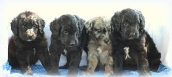Because we hold and love these aussiedoodle puppies daily, they learn to trust and love people. Aussiedoodle Puppies For Sale Adopt Your Puppy Today Infinity Pups