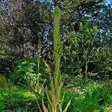 Image result for Lobelia giberroa