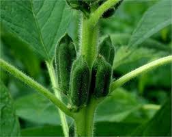 Image result for Sesamum