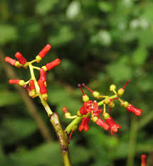 Image result for Helixanthera