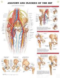 Anatomy And Injuries Of The Hip Chart 20x26 Hip Anatomy Anatomy Bones And Muscles