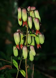 Image result for Kalanchoe pinnata