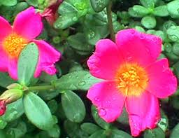 Image result for Portulacaceae