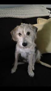 Ari My Schneagle Adorable Animals Dogs