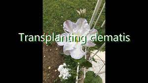 Maybe you would like to learn more about one of these? Transplanting Clematis Youtube