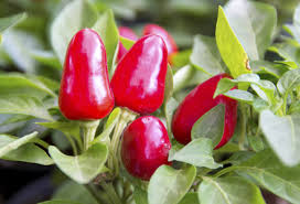 Ardeiul iute este alegerea celor care adora mancarurile cu gust intens. Seminte Ardei Iute