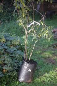 Image result for Rhamnus prinoides