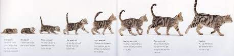 Pin By Jill On Kitty Kitten Age Chart Kitten Adoption Kitten Growth Chart