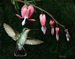 Bleeding Heart Humming Drawing By Brent Ander Bleeding Heart Flower Drawing Color Pencil Art