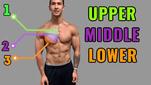 The anterior muscles of the trunk (torso) are associated with the front of the body pectoral muscles lie in the chest and exert force through the shoulder to move the upper arm. The Best Science Based Chest Workout For Mass Symmetry Youtube